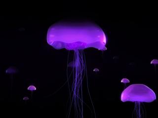 обои Медузы, светящиеся фиолетовым неоном фото