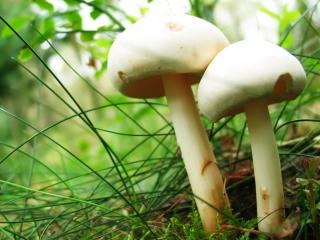 обои Белый гриб фото