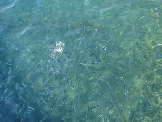 обои Большое сборище рыбок на мелководье фото