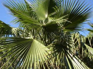 обои Корона из пальмовых листьев фото