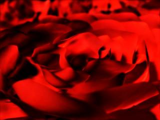 обои Растопленный воск в виде красных роз фото