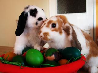 обои Пасхальные зайцы около кладки цветных яиц фото