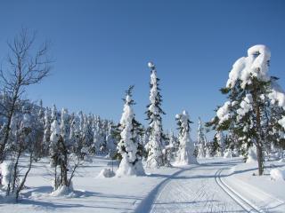обои Снежная дорожка  в лес фото