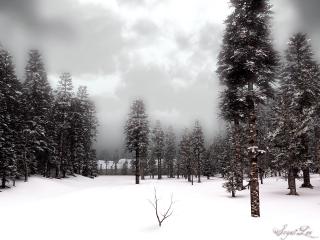 обои Серые тучи надвигаются на зимний лес фото