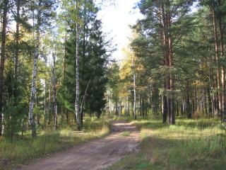 обои Елево-тополиный лес летом фото
