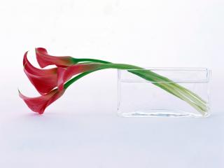 обои Нежный цветок на праздник 8 марта фото