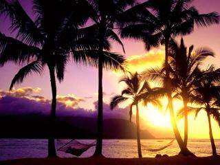 обои Вид на закат с пальмами фото