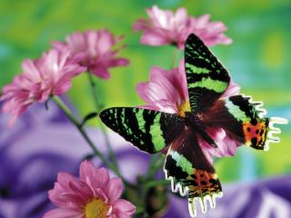 обои Черно-зеленая бабочка на розовом цветке фото
