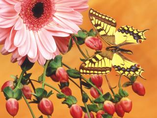 обои Желто-коричневая бабочка на красном цветке фото