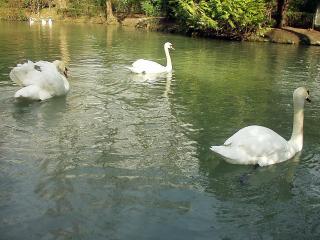 обои Три лебедя на лесном озерце фото