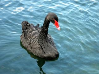 обои Черный лебедь на голубой воде фото