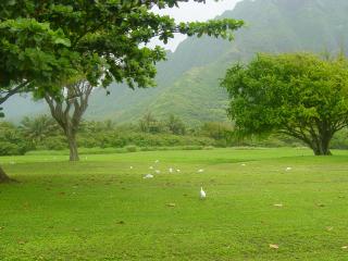 обои Стая белых птиц гуляет на поляне фото