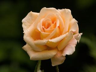 обои Нежная, кремовая роза в одиночестве фото