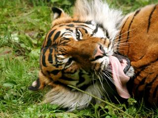 обои Тигр высунул язык фото