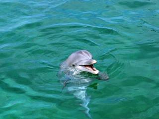 обои Улыбающийся дельфин фото