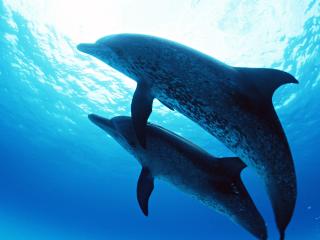 обои Два дельфина плывут под водой фото