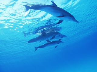 обои Семейство дельфинов на прогулке фото