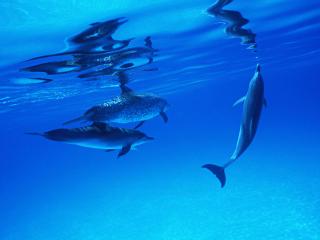 обои Дельфины в синей воде фото