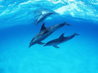 обои Дельфины в чистой воде фото