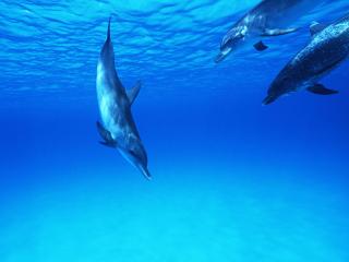 обои Три дельфина в ярко-синей воде фото
