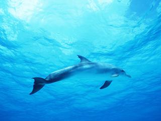 обои Дельфин в своих владениях фото