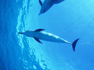 обои Дельфины - вид снизу фото