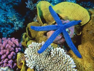 обои Ярко-синяя морская звезда на кораллах фото