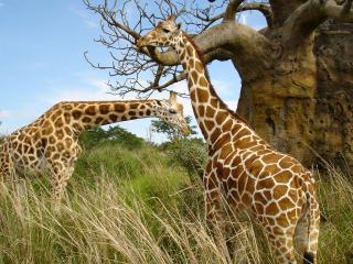 обои Африка. жирафы у дерева фото