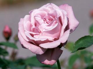 обои Красивая лиловая роза фото