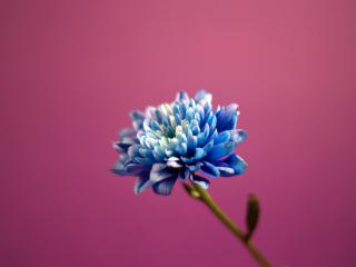 обои Голубой цветок на розовом фоне фото