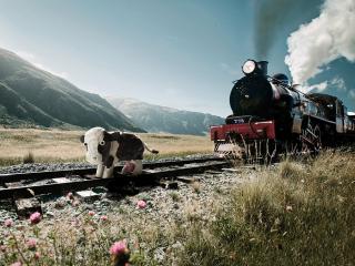 обои Поезд и корова фото