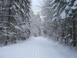 обои Занесённая снегом дорога через лес фото
