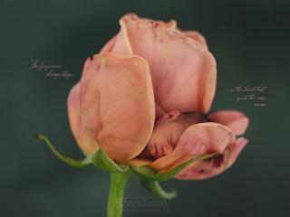 обои Лепесток Розы фото