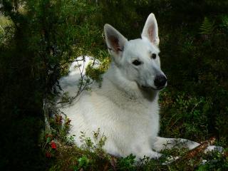 обои Белый пес в лесу фото