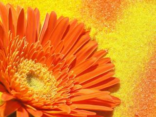 обои Оранжевый цветок на золоте фото