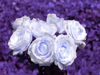 обои Белые розы с голубым оттенком фото