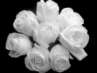 обои Букет белых роз фото