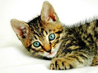 обои Котёнок с зелеными глазами фото