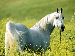 обои Белый конь пасется в желтых цветах фото