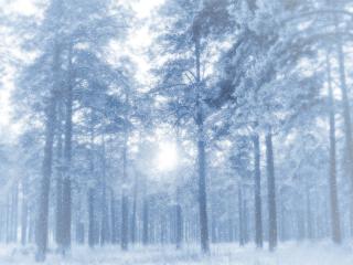 обои Тихий полдень в зимнем, серебристом лесу фото