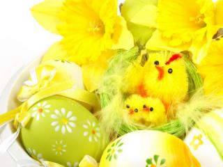 обои Жёлтые птенчики, крашенные яйца и нарциссы фото