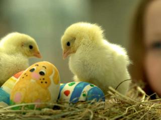 обои для рабочего стола: Девочка смотрит на цыплят, сидящих в гнезде с пасхальными яйцами
