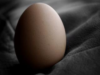 обои Куриное яйцо на темном драпе фото