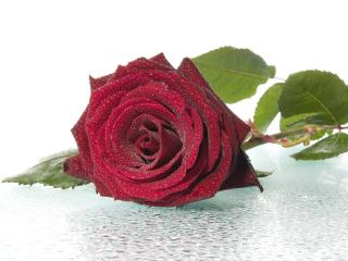 обои для рабочего стола: Бордовая роза с мелкими каплями росы на лепестках