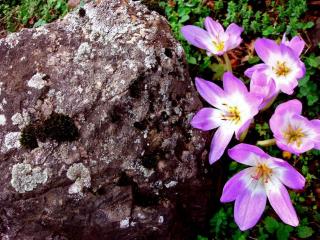 обои Нежно-фиолетовые цветочки, выглядывающие из-под мощного камня фото