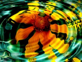 обои Отражение в воде желтого цветочка фото