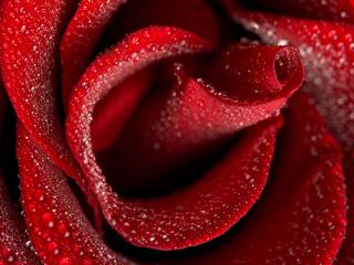 обои Сердце розы с капельками росы фото