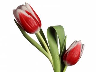обои Красные тюльпаны с белоснежной каемочкой фото