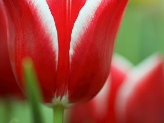 обои Красный тюльпан с белой каемочкой по краям лепестка фото