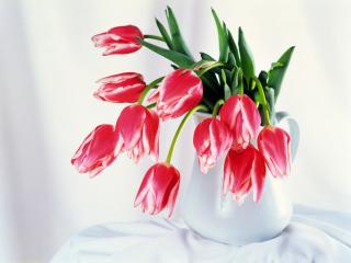 обои Свежий букет тюльпанов в белом кувшинчике фото